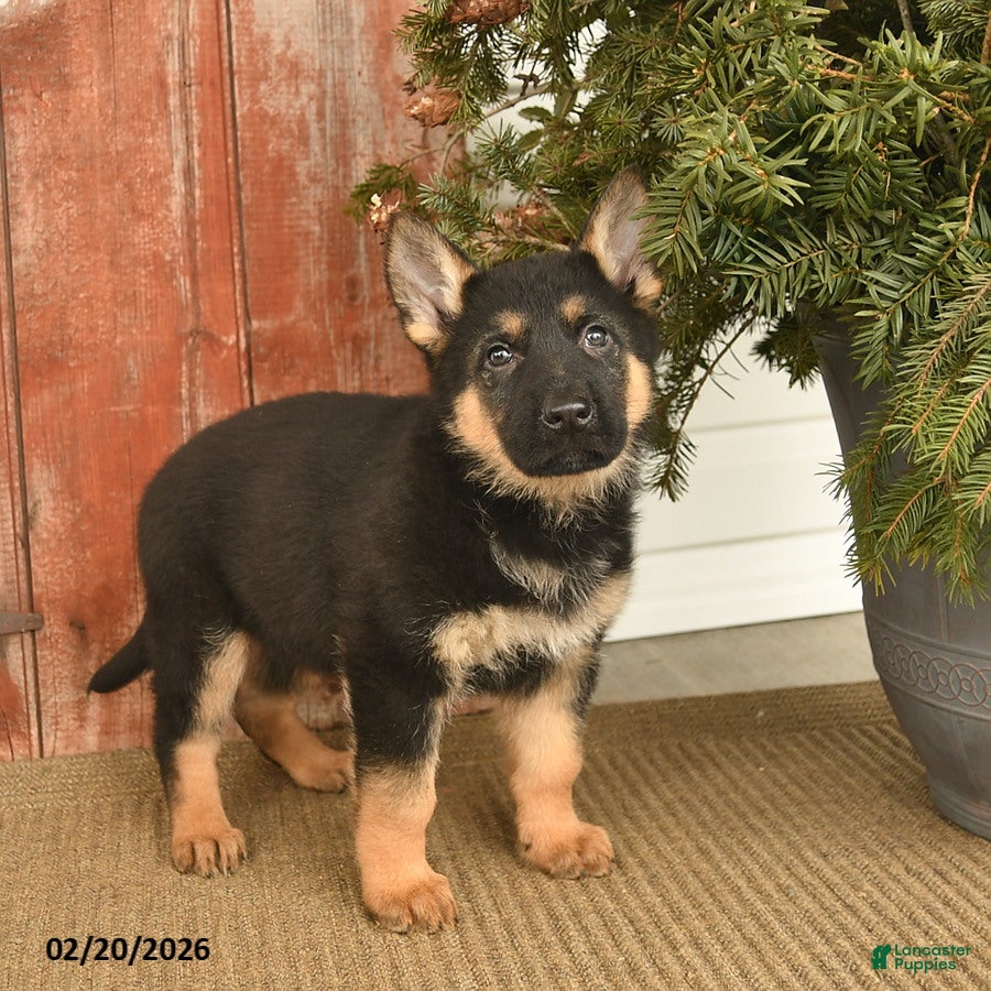 German Shepherd dogs Badger  - Ad 2
