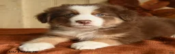 Australian Shepherd dogs for sale: Autumn - Ad 4
