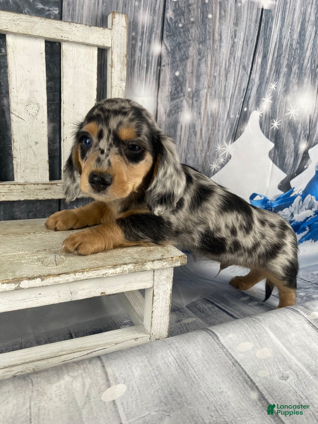Miniature Dachshund dogs for sale: Max - Ad 8