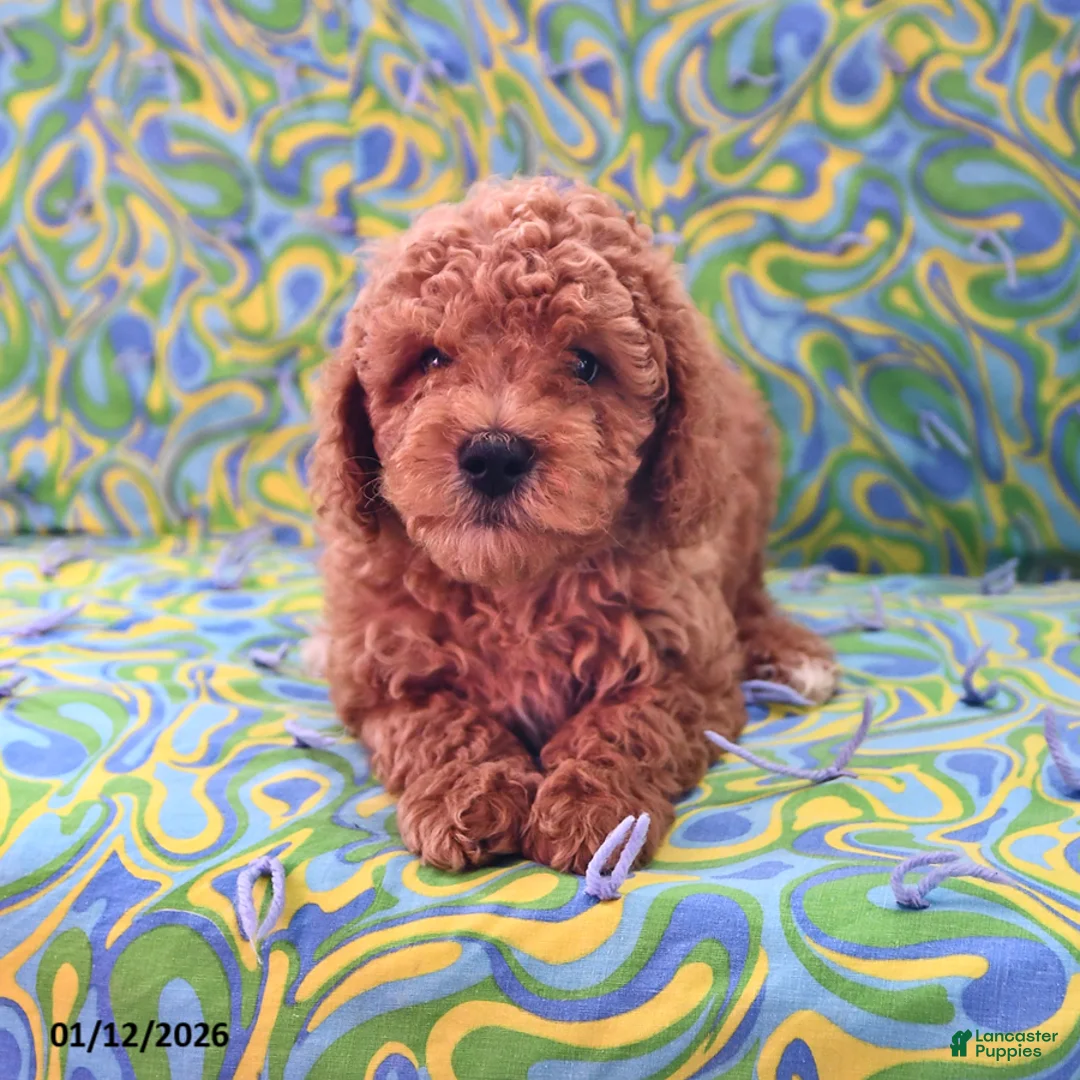 Goldendoodle dogs for sale: Jaden - Ad 5