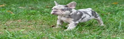 French Bulldog dogs for sale: Roxy - Ad 8
