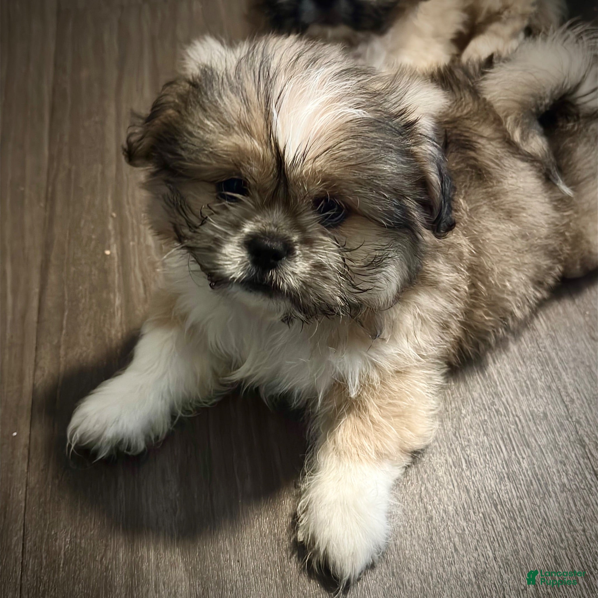 Mixed Breed dogs Peke-Tzu Pup 1 - Ad 24