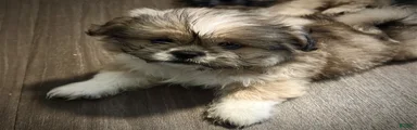 Peke-Tzu Pup 1