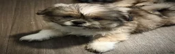 Mixed Breed dogs for sale: Peke-Tzu Pup 1 - Ad 1