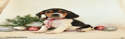 Beagle dogs for sale: Sterling - Ad 1