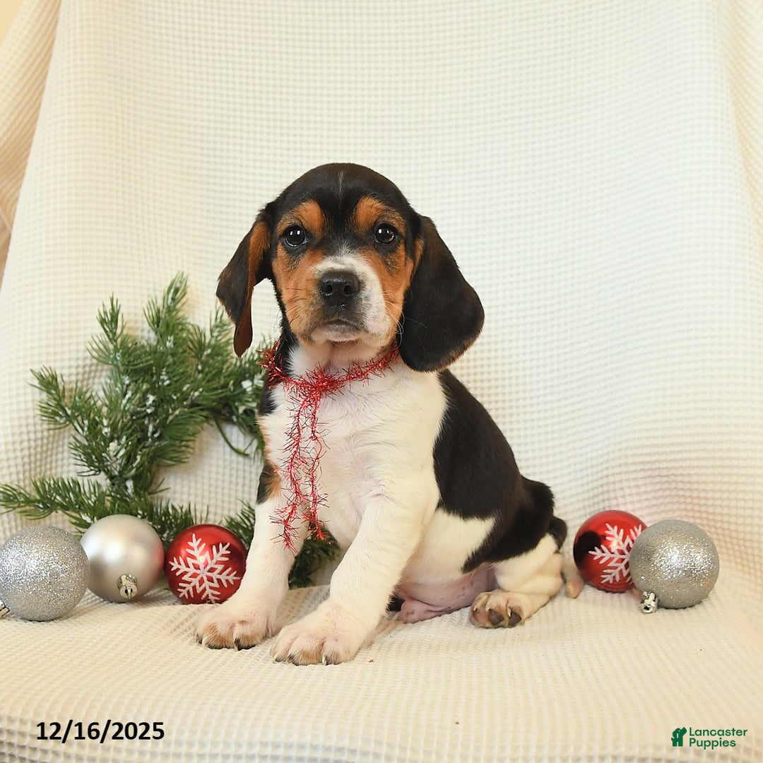 Beagle dogs for sale: Sterling - Ad 1