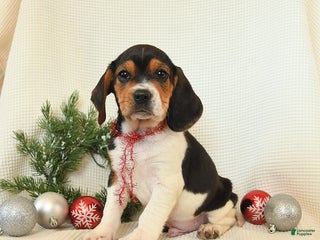 Beagle dogs Sterling - Ad 28