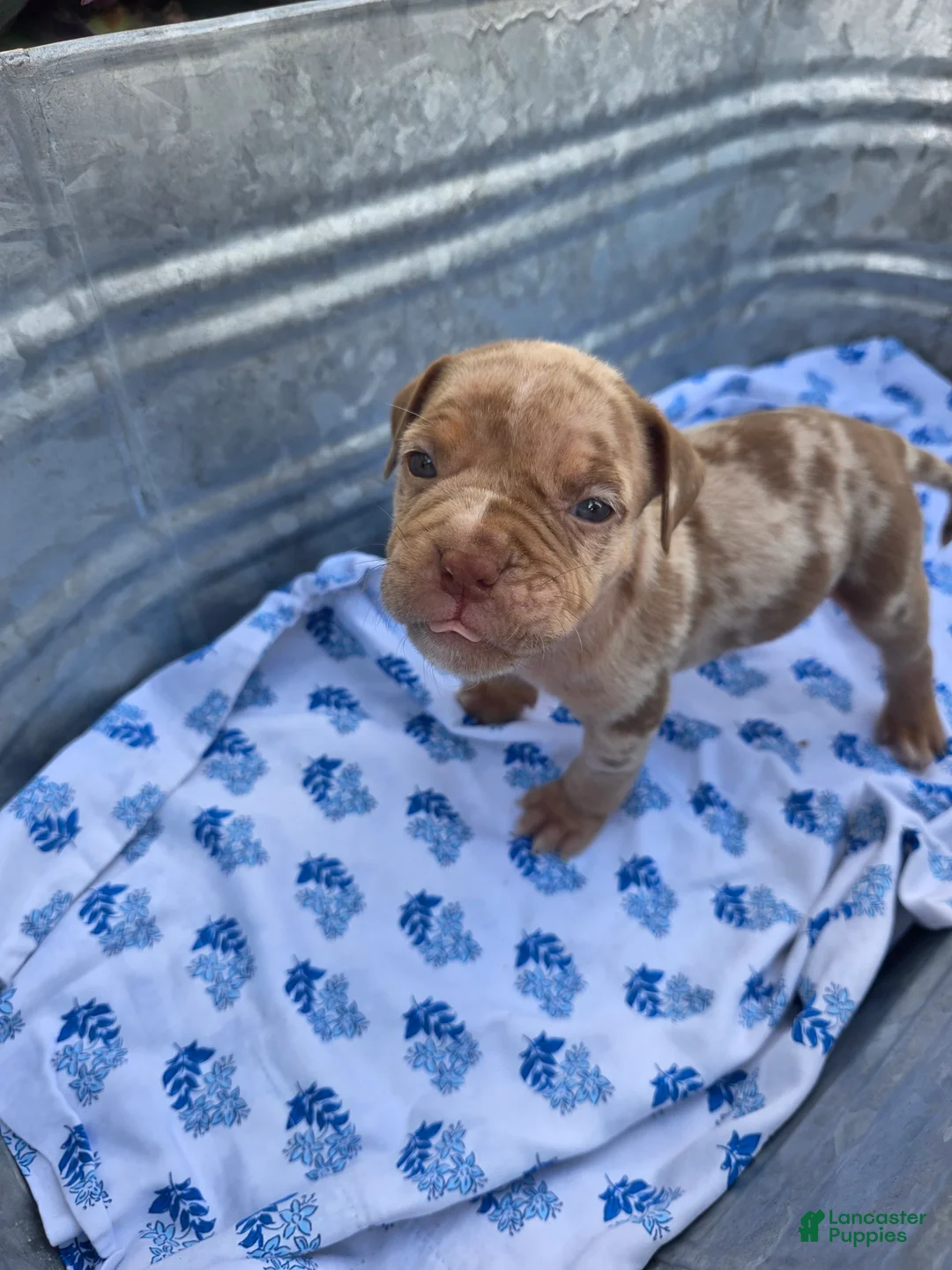 American Bully dogs for sale: American Bully Puppy 6 - Ad 1
