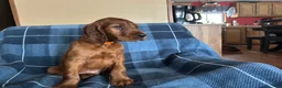 Irish Setter dogs for sale: Irish Setter male orange collar - Ad 3