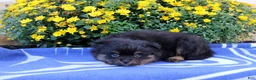 Pomeranian dogs for sale: Garret - Ad 3