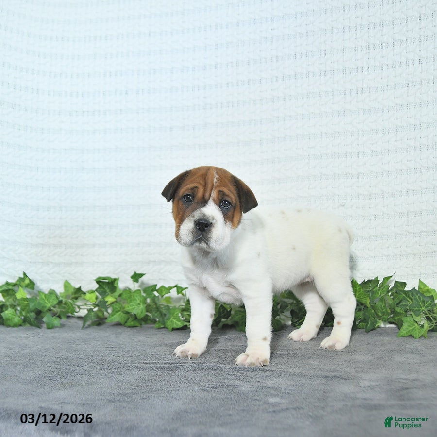 Mini Hippo dogs Cindy - Ad 1