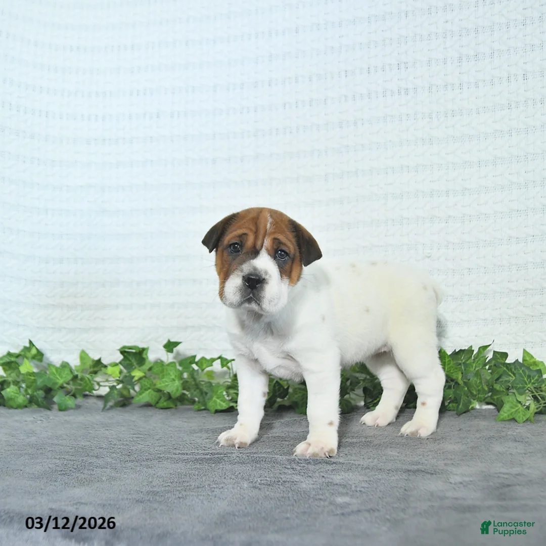 Mini Hippo dogs for sale: Cindy - Ad 1