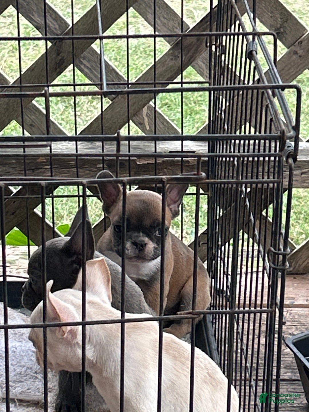 French Bulldog dogs for sale: French Bulldog Puppy 3 - Ad 1