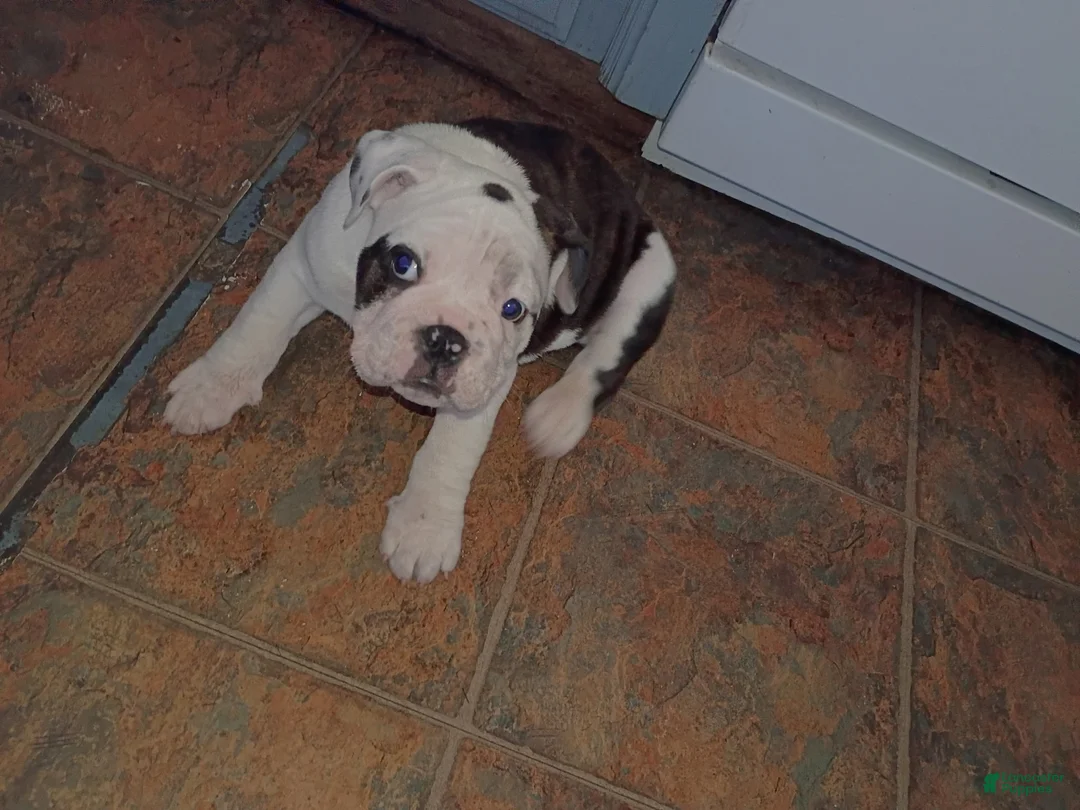 French Bulldog dogs for sale: French Bulldog Puppy 1 - Ad 3
