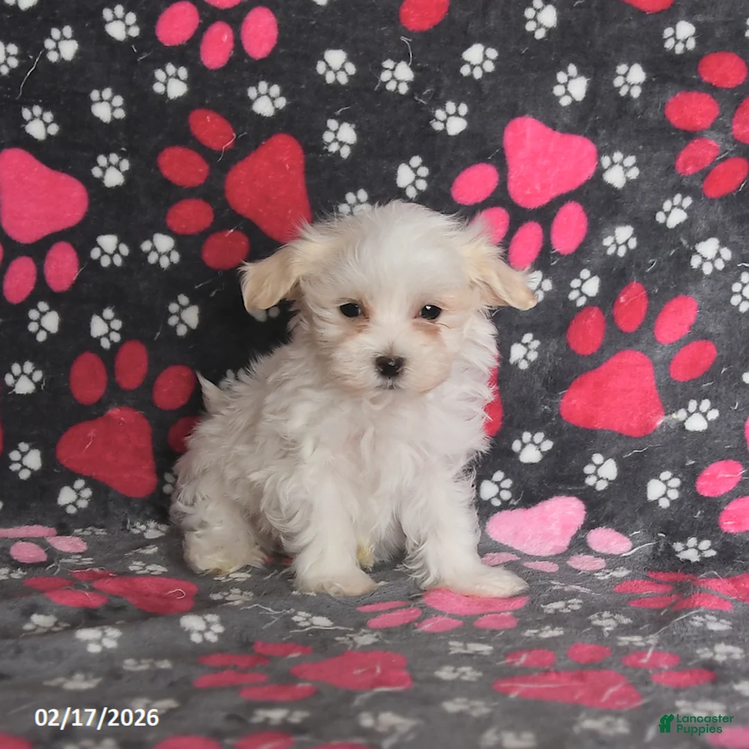 Maltese dogs for sale: Forrest - Ad 5