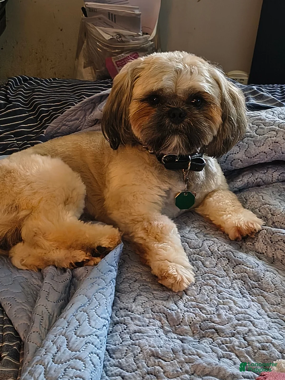 Shih Tzu dogs for stud: TEDDY PENDERGRASS  - Ad 3