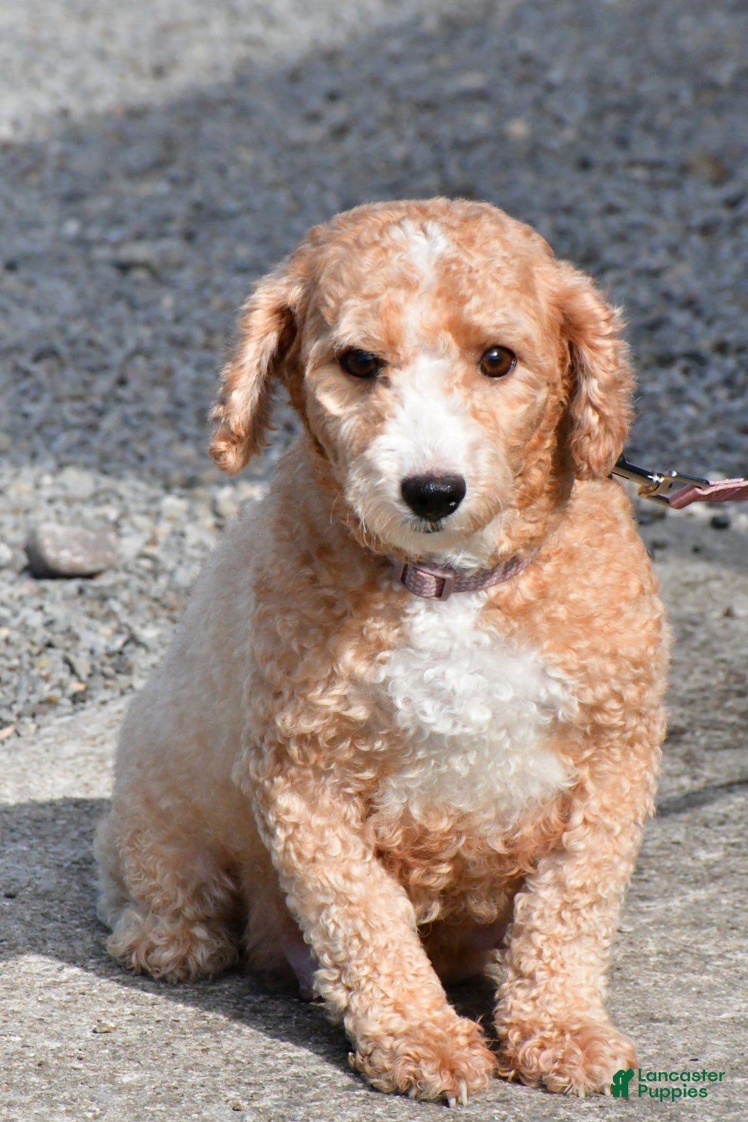 Miniature Poodle dogs for sale: Falcon - Ad 10