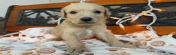 Labradoodle dogs for sale: Ziva (Girl) - Ad 3