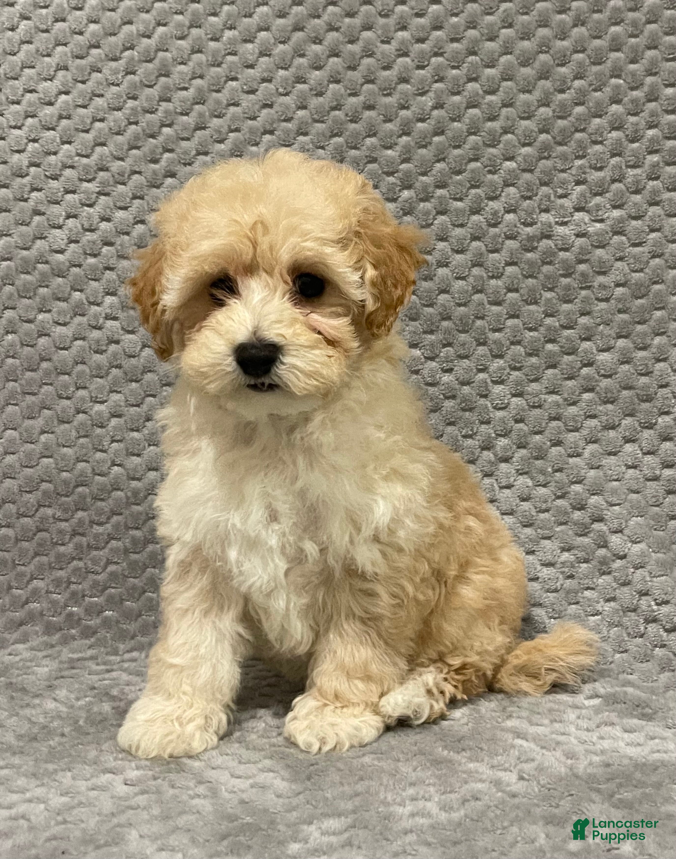 Bichpoo dogs Faith - Ad 1