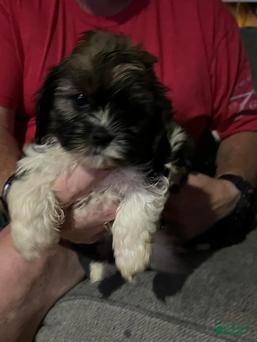 Gallery Image {{count}}