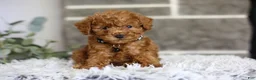 Toy Poodle dogs for sale: Quince - Ad 15