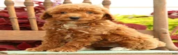 Miniature Poodle dogs for sale: Shawn - Ad 8