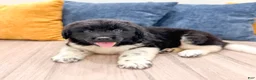 Newfoundland dogs for sale: Ranger - Ad 4
