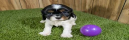 Cavalier King Charles Spaniel dogs for sale: Bessie Boy 1 - Ad 10