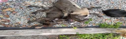 Cane Corso dogs for sale: Cane Corso Puppy 1 - Ad 22