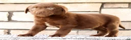 Labrador Retriever dogs for sale: Ricky - Ad 5
