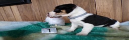 Jack Russell Terrier dogs for sale: Jack Russell Terrier Puppy 1 Jacko - Ad 2