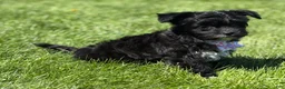 Morkie dogs for sale: Zoey - Ad 5