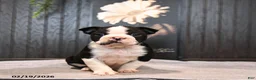 Boston Terrier dogs for sale: Pierre - Ad 3