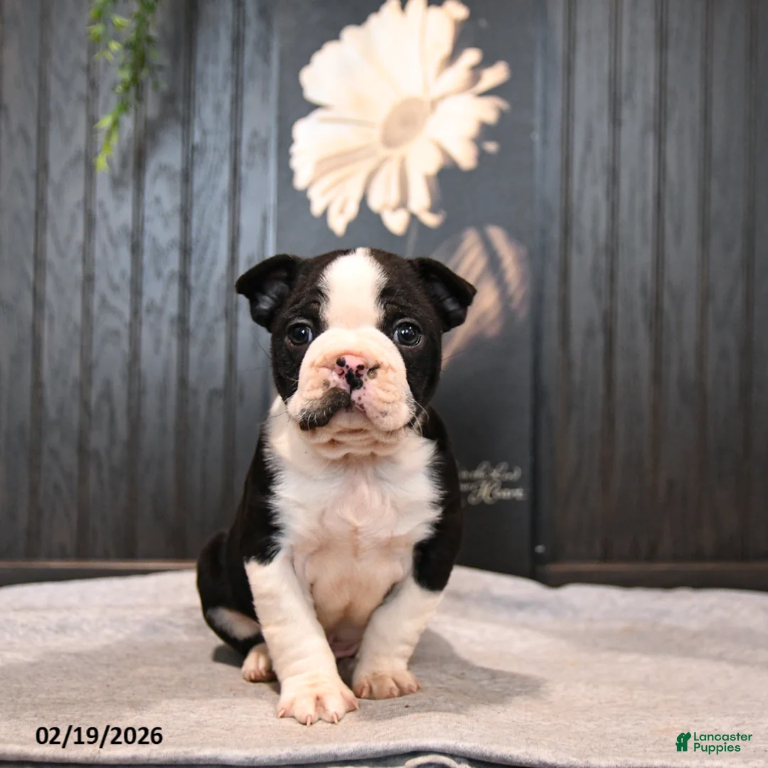 Boston Terrier dogs for sale: Pierre - Ad 3