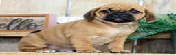 Puggle dogs for sale: Benny - Ad 3
