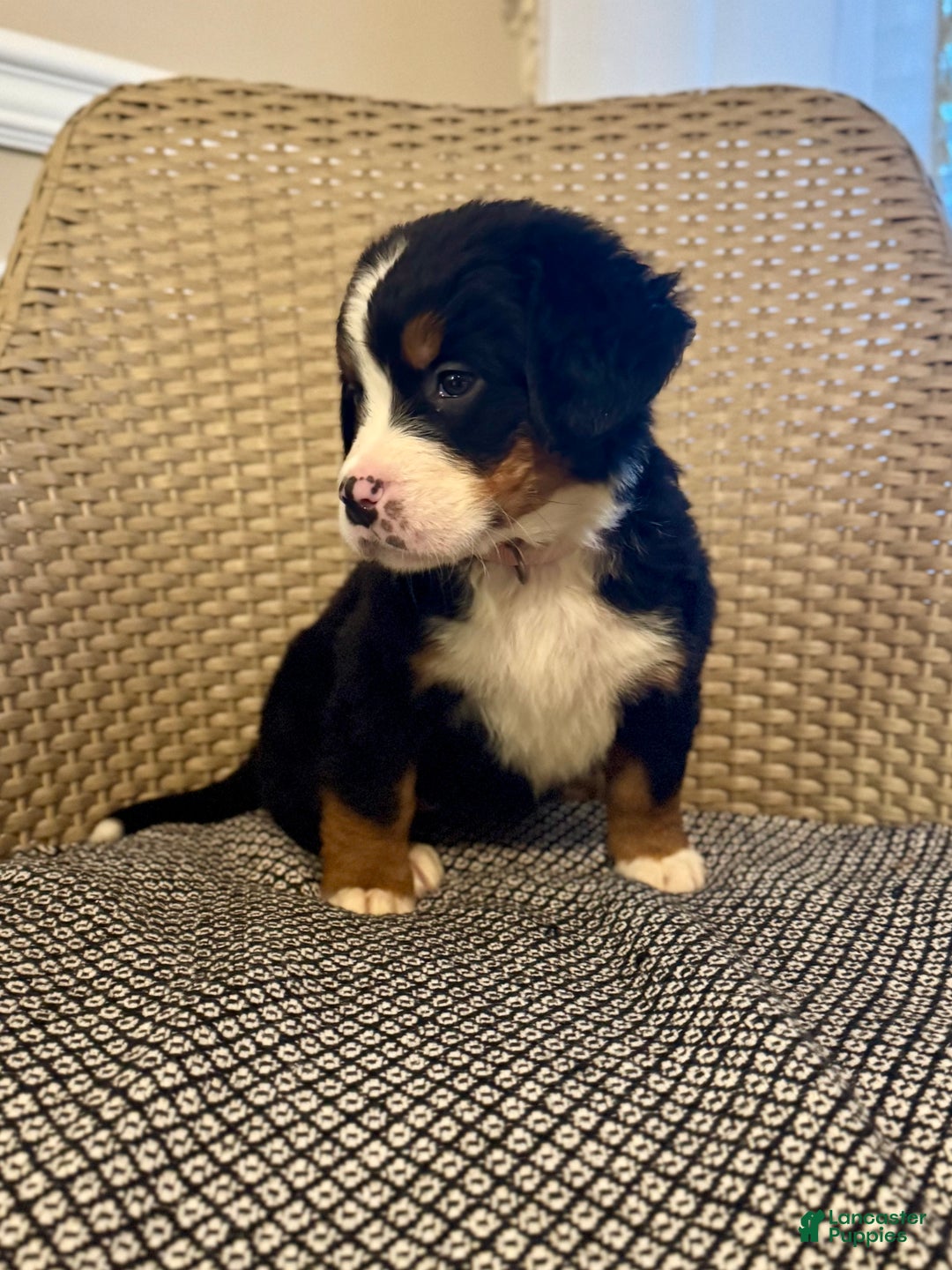 Bernese Mountain Dog dogs for sale: Rosie - Ad 3