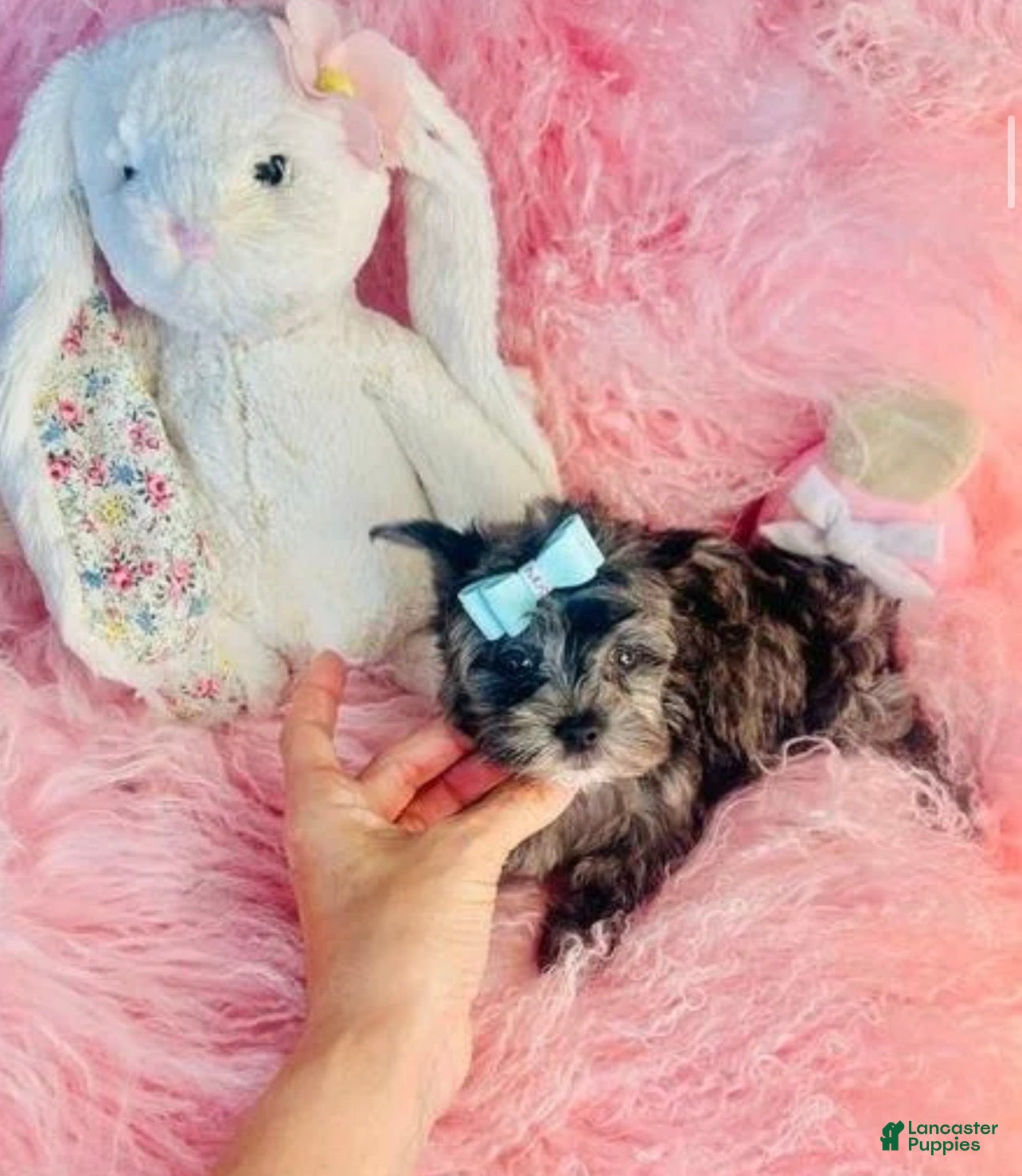 Yorkshire Terrier dogs Merle Yorkshire Terrier 1 - Ad 2