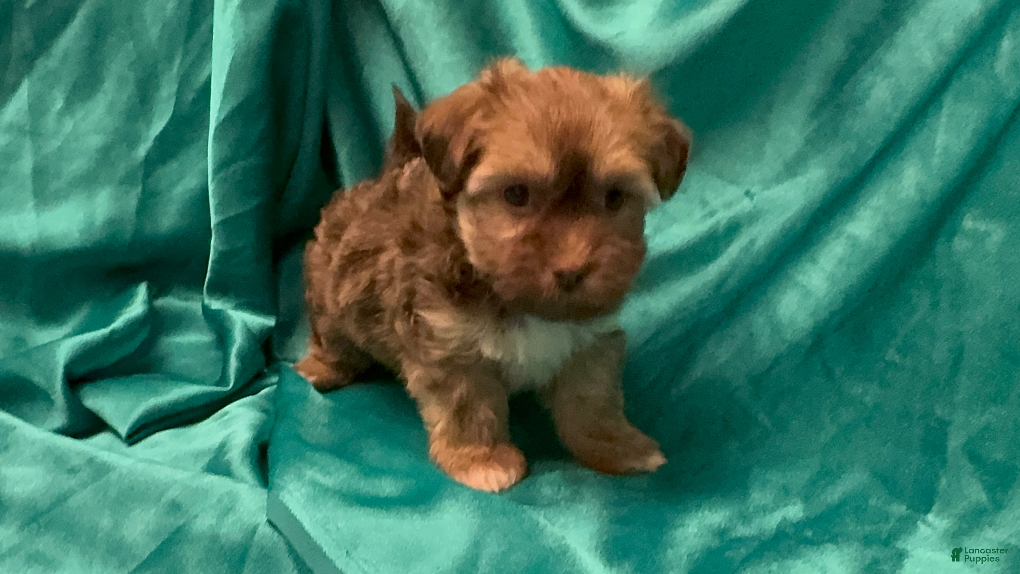 Havanese dogs Derek - Ad 2