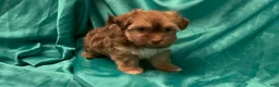 Havanese dogs for sale: Derek - Ad 2