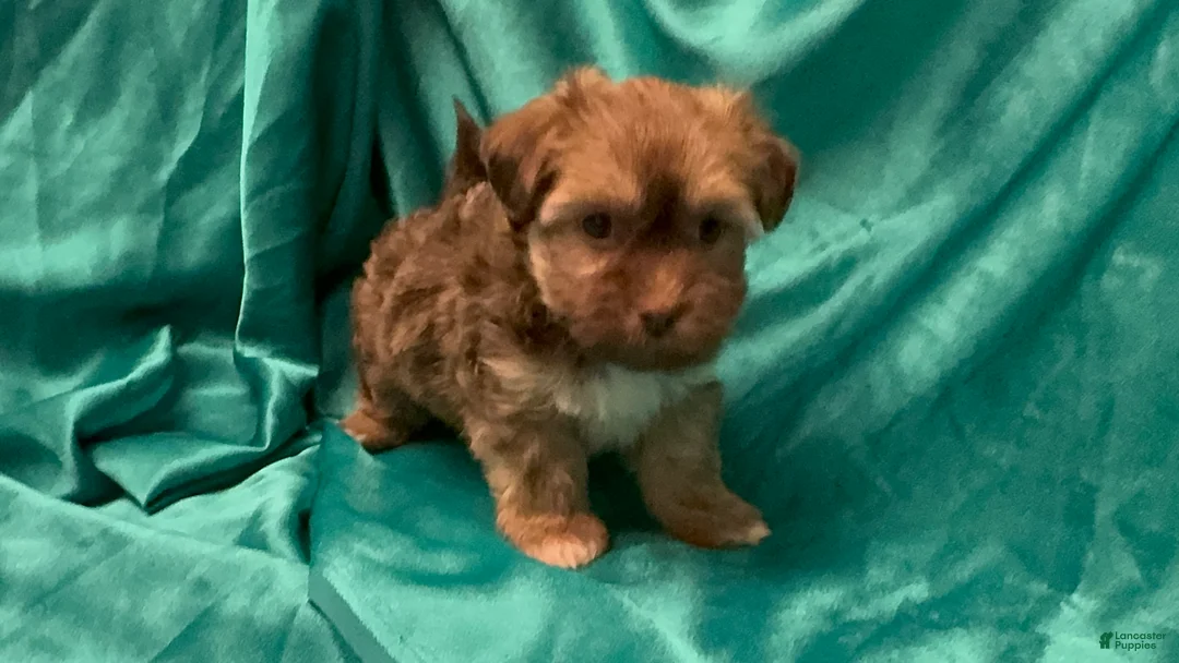Havanese dogs for sale: Derek - Ad 2