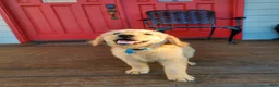 Golden Retriever dogs for sale: Blue Boy - Ad 3