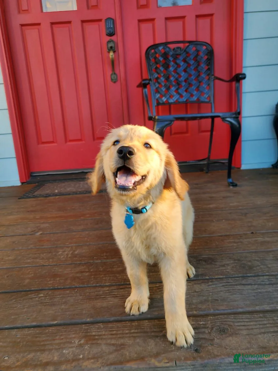 Golden Retriever dogs for sale: Blue Boy - Ad 3