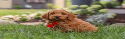 Mini Goldendoodle dogs for sale: Bingo - Ad 4