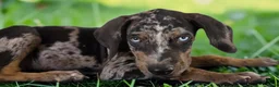 Catahoula Leopard Dog dogs for sale: Tigger 2026 Male 1 - Ad 16