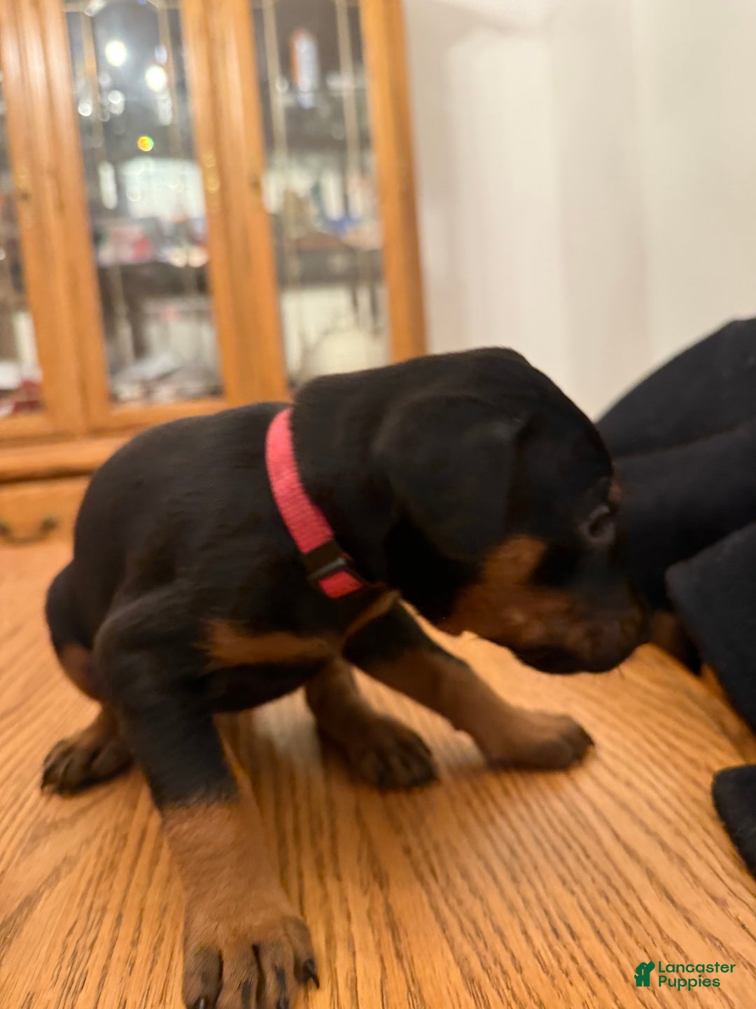 Doberman Pinscher dogs for sale: Oaklynn - Ad 1