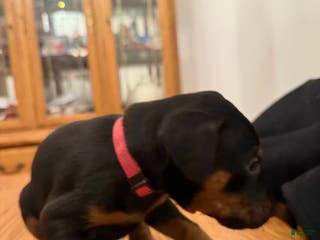 Doberman Pinscher dogs Oaklynn - Ad 38