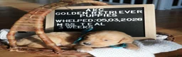Golden Retriever dogs for sale: Miss. Teal - Ad 1