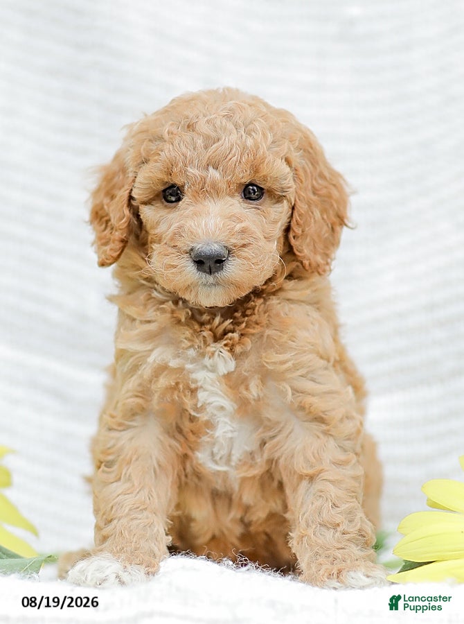 Goldendoodle dogs Jessie - Ad 2