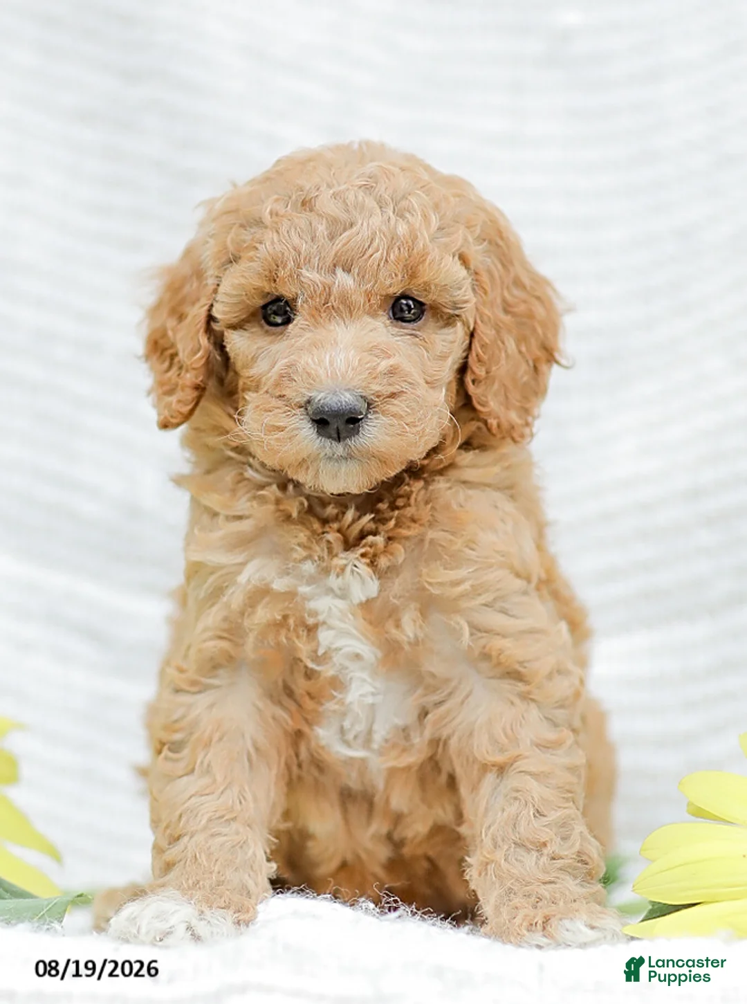 Goldendoodle dogs for sale: Jessie - Ad 2