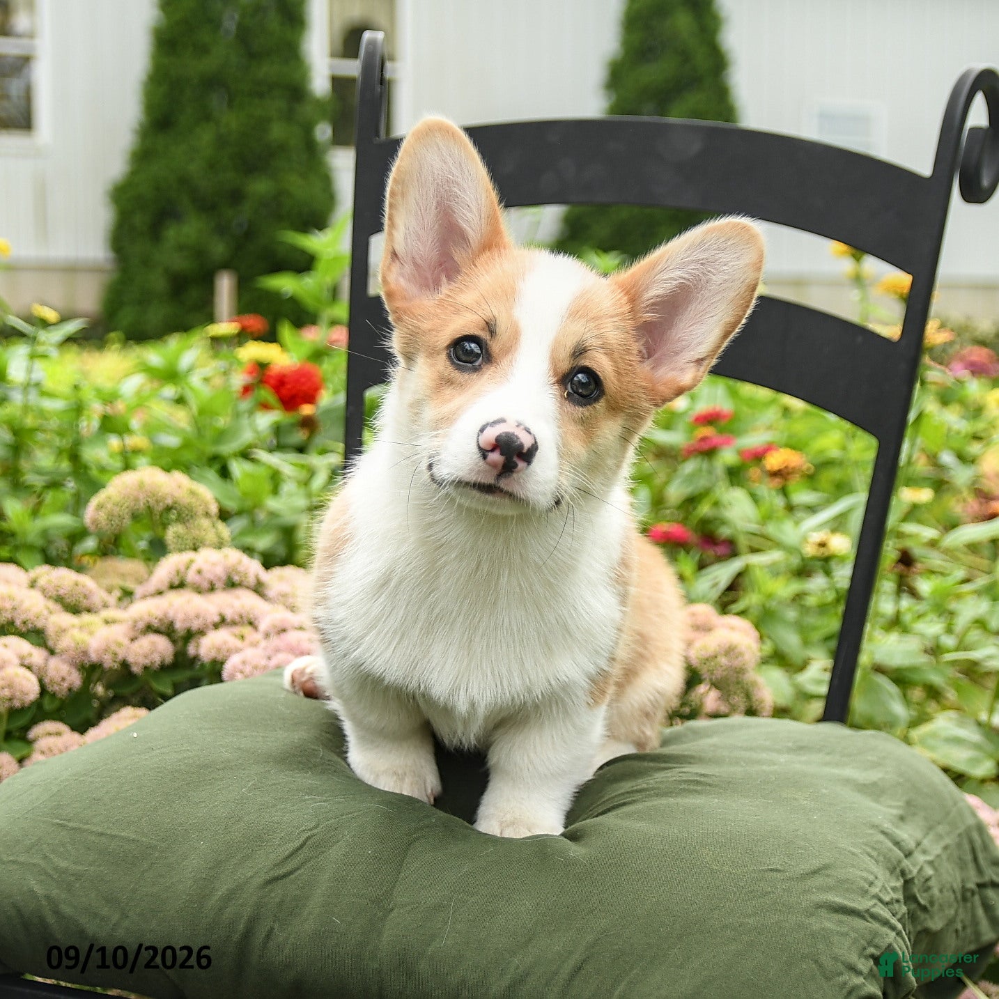 Welsh Corgi Pembroke dogs Kerrick - Ad 1